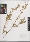 Foto von Salix elbursensis Boiss.